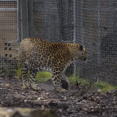 La Tannière 27 12 2025